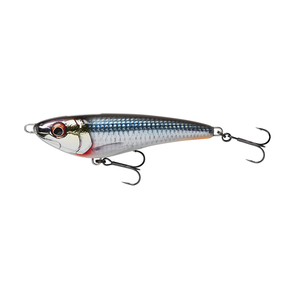 Roach