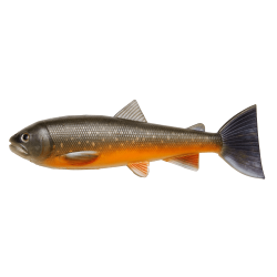 Trout Kit 15 cm - Arctic Char - 58 Gram
