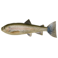 Trout Skinz 20 cm - Per Stuk - Rainbow Trout